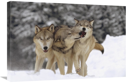 Global Gallery GCS-396147-2030-142 20 x 30 in. Timber Wolf Trio Playin