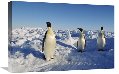Global Gallery GCS-452322-1624-142 16 x 24 in. Emperor Penguin Trio St