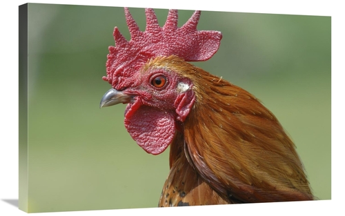 Global Gallery GCS-395372-2030-142 20 x 30 in. Portrait of A Cockerel 