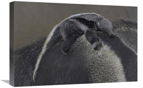 Global Gallery GCS-450870-1624-142 16 x 24 in. Giant Anteater Baby Cli