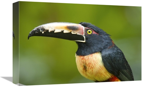 Global Gallery GCS-397262-1218-142 12 x 18 in. Collared Aracari, C