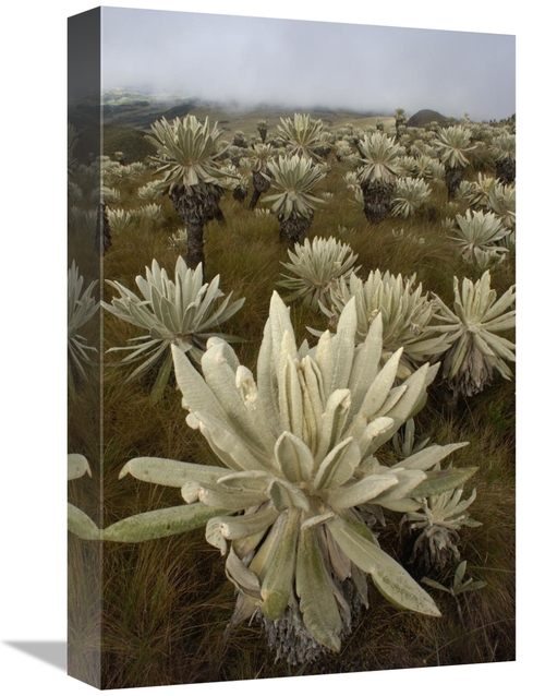 Global Gallery GCS-453156-1218-142 12 x 18 in. Paramo Flower, El A