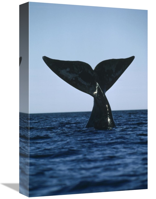 Global Gallery GCS-450655-1218-142 12 x 18 in. Southern Right Whale Ta