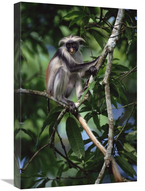 Global Gallery GCS-452386-1624-142 16 x 24 in. Western Red Colobus Sit