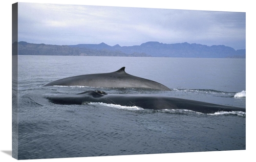 Global Gallery GCS-451080-2436-142 24 x 36 in. Fin Whale in Winter Fee