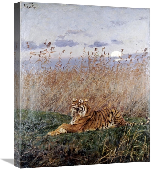 Global Gallery GCS-267516-22-142 22 in. Tiger in the Rushes Art Print 