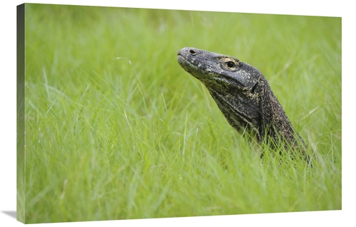 Global Gallery GCS-397550-2436-142 24 x 36 in. Komodo Dragon in Grass&