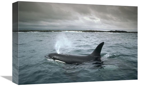 Global Gallery GCS-451188-1218-142 12 x 18 in. Orca, Santa Cruz Is