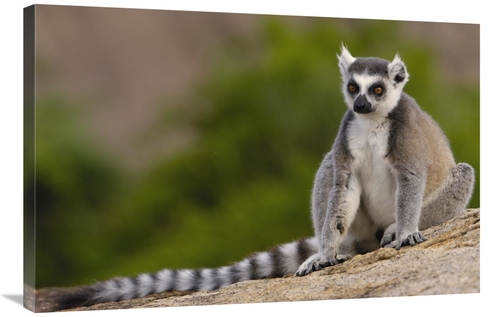 Global Gallery GCS-453249-2436-142 24 x 36 in. Ring-Tailed Lemur in th