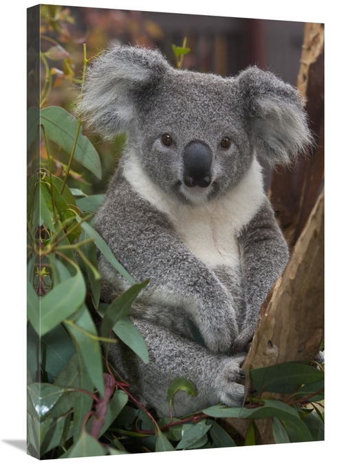 Global Gallery GCS-398138-2030-142 20 x 30 in. Koala, Native to Au
