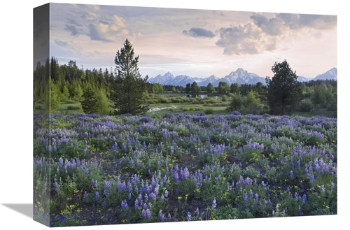 Global Gallery GCS-452244-1216-142 12 x 16 in. Lupine Meadow, Gran
