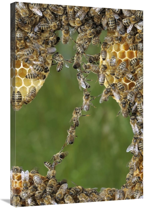 Global Gallery GCS-453386-2436-142 24 x 36 in. Honey Bee Chains Made t