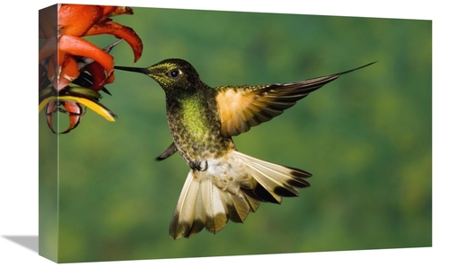 Global Gallery GCS-398310-1218-142 12 x 18 in. Buff-Tailed Coronet Hum