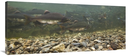 Global Gallery GCS-395451-44-142 44 in. Pink Salmon Swimming During Mi