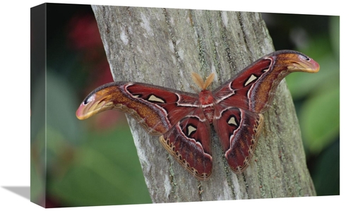 Global Gallery GCS-453011-1218-142 12 x 18 in. Atlas Moth Portrait&#44