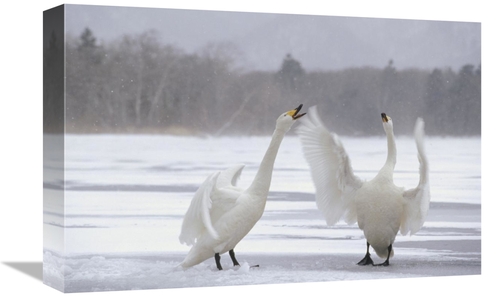 Global Gallery GCS-452410-1218-142 12 x 18 in. Whooper Swan Pair Argui