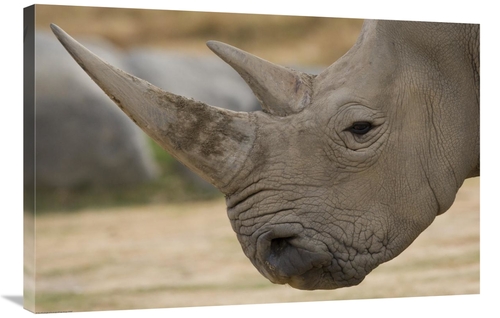 Global Gallery GCS-450912-2436-142 24 x 36 in. White Rhinoceros Portra