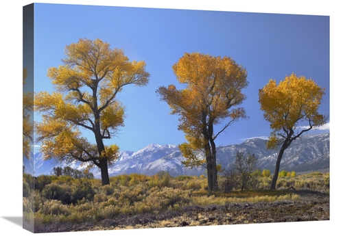 Global Gallery GCS-452080-1824-142 18 x 24 in. Cottonwood Trees, F
