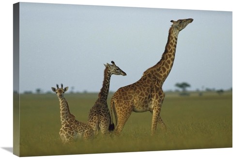 Global Gallery GCS-396213-30-142 30 in. Giraffe Adult & Juveniles on S