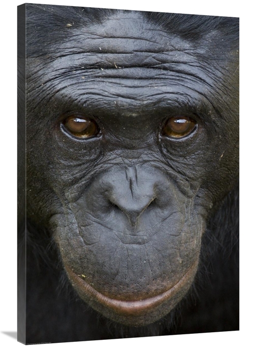 Global Gallery GCS-450914-2436-142 24 x 36 in. Bonobo Portrait, Na