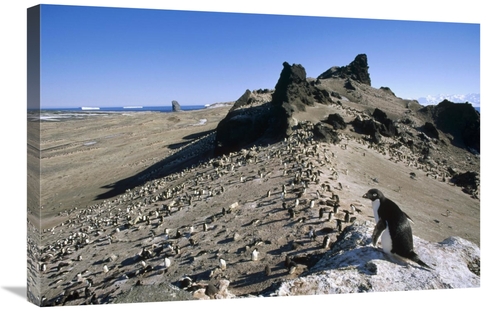 Global Gallery GCS-451281-2030-142 20 x 30 in. Adelie Penguin Overlook