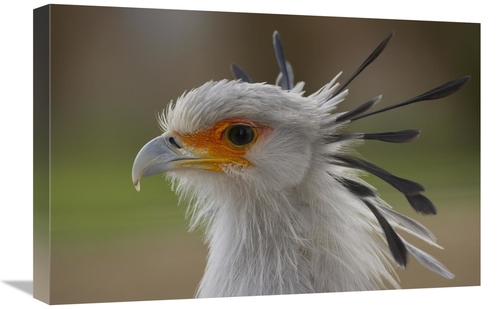 Global Gallery GCS-450903-1624-142 16 x 24 in. Secretary Bird Portrait