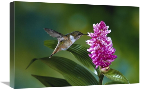 Global Gallery  16 x 24 in. Scintillant Hummingbird Feeding at & Polli