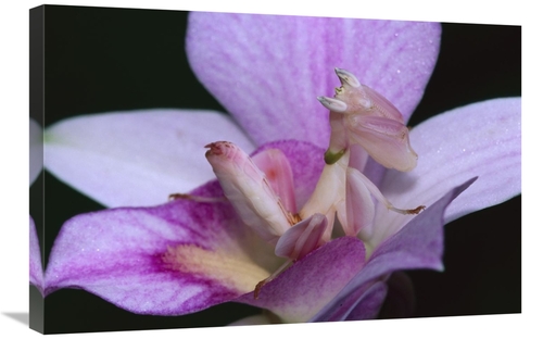 Global Gallery GCS-397665-2030-142 20 x 30 in. Orchid Mantis Female Mi