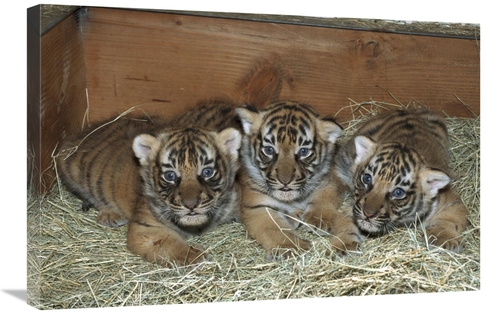 Global Gallery GCS-450815-2030-142 20 x 30 in. Indochinese Tiger Cubs 