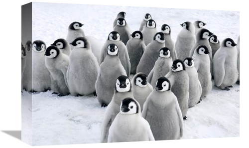 Global Gallery GCS-398276-1218-142 12 x 18 in. Emperor Penguin Chicks&