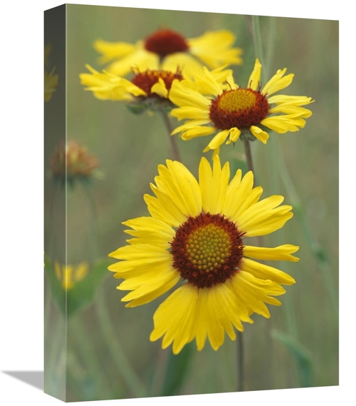 Global Gallery GCS-452232-1216-142 12 x 16 in. Blanketflower Close Up 