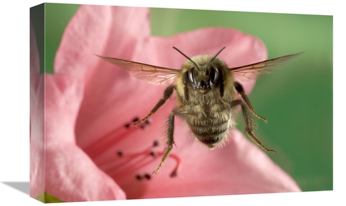 Global Gallery GCS-395729-1218-142 12 x 18 in. Bumblebee Flying Toward