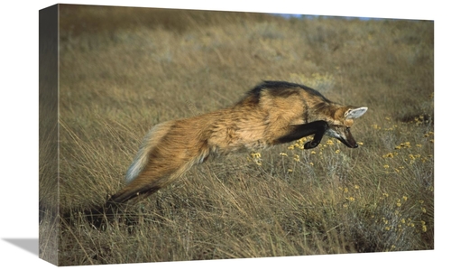 Global Gallery GCS-451655-1218-142 12 x 18 in. Maned Wolf Pouncing on 