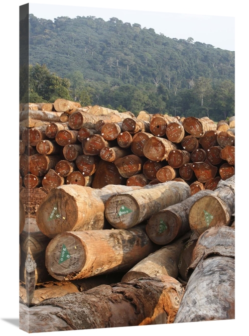 Global Gallery GCS-398091-2030-142 20 x 30 in. Logged Timber From the 