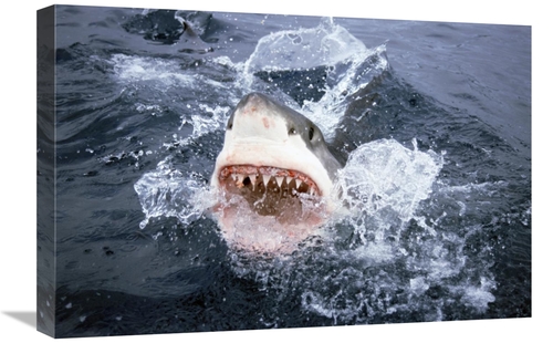 Global Gallery GCS-397973-1624-142 16 x 24 in. Great White Shark Break
