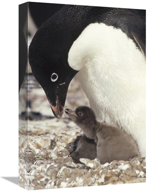 Global Gallery GCS-451257-1218-142 12 x 18 in. Adelie Penguin Chick Be