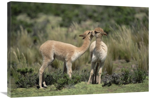 Global Gallery GCS-451504-2436-142 24 x 36 in. Vicunas Nuzzling, P