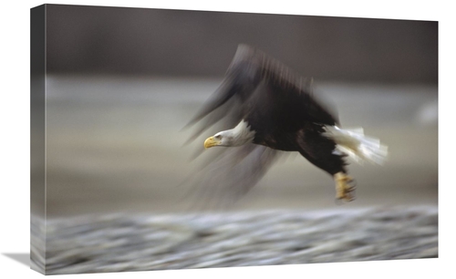 Global Gallery GCS-452932-1624-142 16 x 24 in. Bald Eagle Flying, 