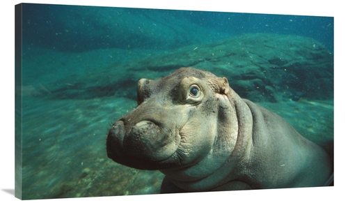 Global Gallery GCS-450851-40-142 40 in. East African River Hippopotamu