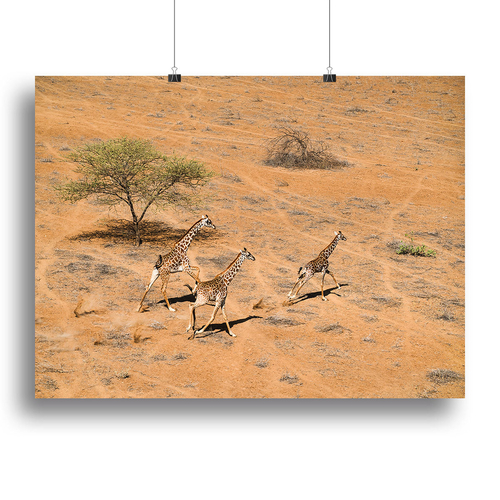 Giraffe Family Paradise Canvas Print or Poster
