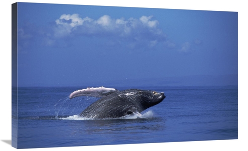 Global Gallery GCS-451036-36-142 36 in. Humpback Whale Breaching, 