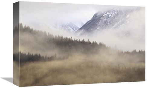 Global Gallery GCS-452842-1218-142 12 x 18 in. Fog in Old Growth Fores
