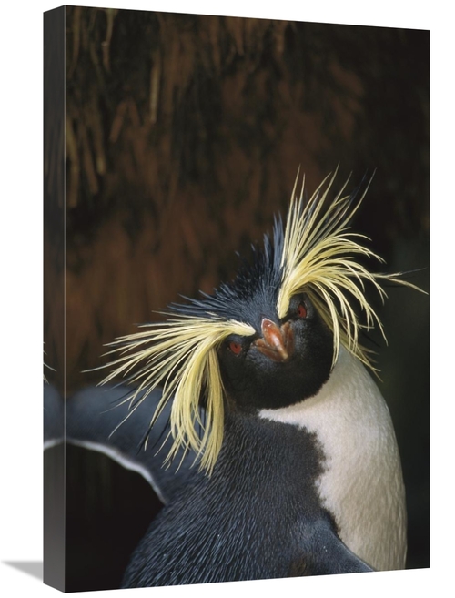 Global Gallery GCS-451806-1624-142 16 x 24 in. Rockhopper Penguin Port