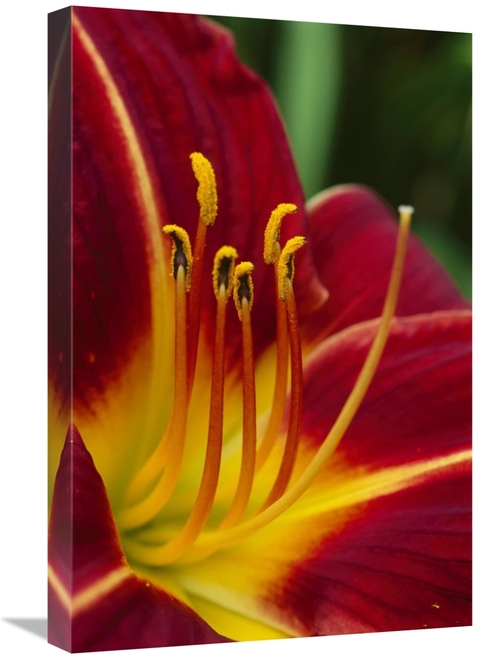 Global Gallery GCS-398023-1624-142 16 x 24 in. Flower Close Up Showing