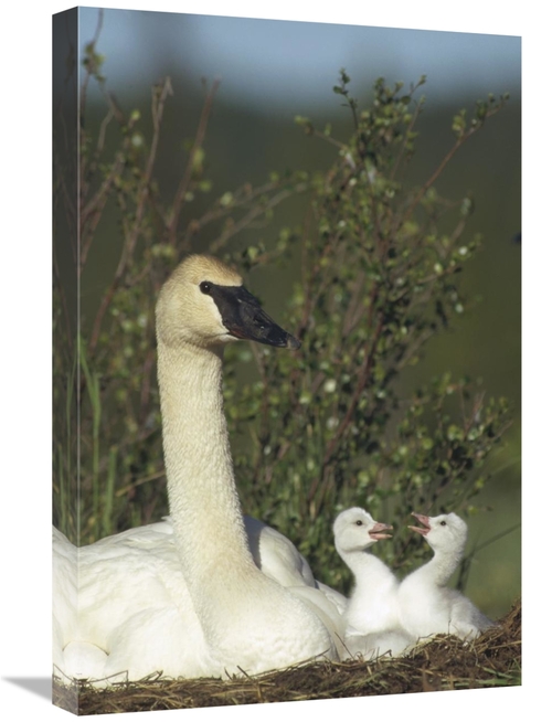 Global Gallery GCS-451885-1624-142 16 x 24 in. Trumpeter Swan Parent &