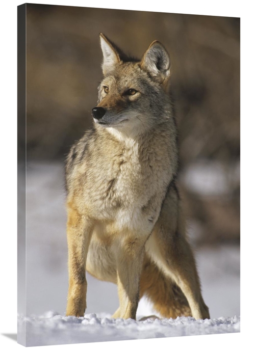 Global Gallery GCS-452296-2436-142 24 x 36 in. Coyote Portrait in Wint