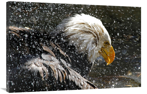 Global Gallery GCS-486403-40-142 40 in. Bald Eagle Bath Art Print - Vi