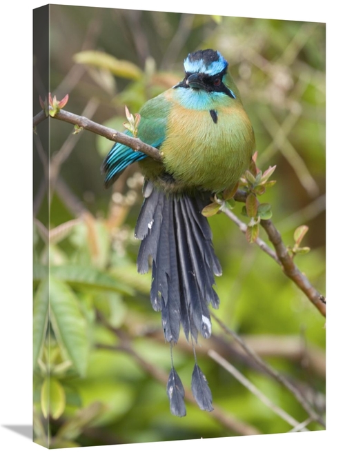 Global Gallery GCS-397273-1624-142 16 x 24 in. Blue-Crowned Motmot&#44