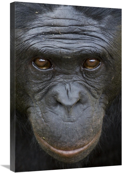 Global Gallery GCS-450914-2030-142 20 x 30 in. Bonobo Portrait, Na