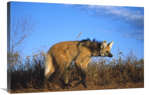 Global Gallery GCS-451657-2436-142 24 x 36 in. Maned Wolf in Tall Gras